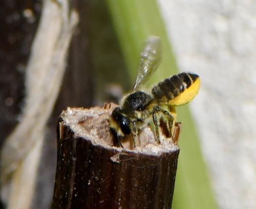 Megachile centuncularis